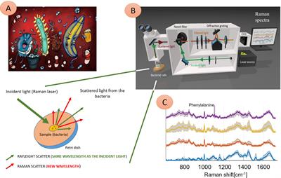 Raman Spectroscopy—A Novel Method for Identification and Characterization of Microbes on a Single-Cell Level in Clinical Settings